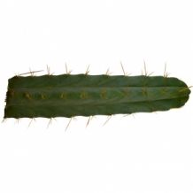 Trichocereus lageniformis - Bolivian torch | Bridgesii